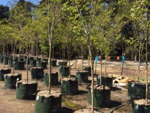 Lagerstroemia indica x L.fauriei Natchez