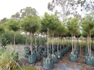 Pyrus ussuriensis