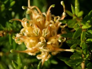 Grevillea juniperiana (prostrate yellow)