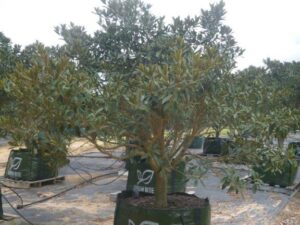 Ficus rubignosa