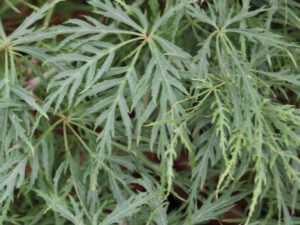 Acer palmatum 'Dissectum (weeping standard)'