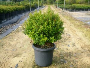 Acmena smithii 'Allyn Magic'