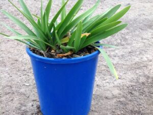 Agapanthus orientalis 'Snowball'