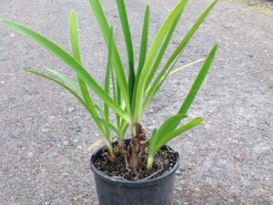 Agapanthus orientalis (blue)