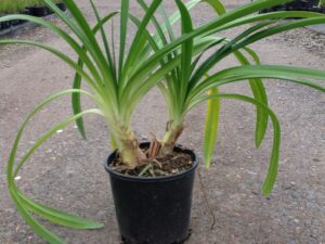 Agapanthus orientalis dwarf (blue)