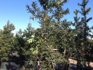 Agathis robusta