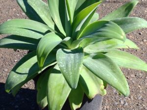Agave attenuata