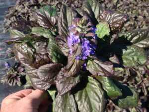 Ajuga reptans 'Catlins Giant'