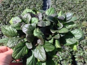Ajuga reptans 'Atropurpurea'