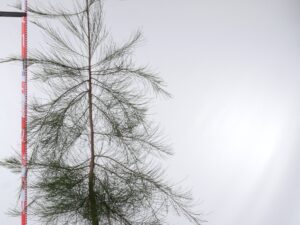 Allocasuarina litoralis