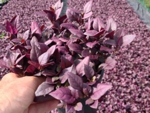 Alternanthera dentata LRU30 PBR Little Ruby
