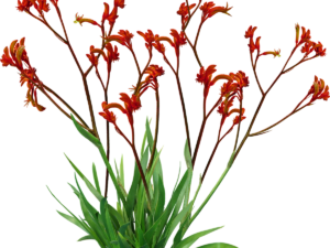 Anigozanthos hybrid Amber Velvet PBR