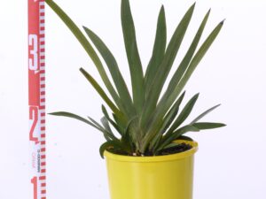 Anigozanthus flavidus 'Bush Bonanza'