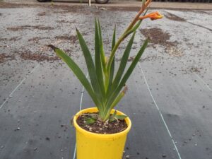Anigozanthos hybrid Gold Velvet PBR