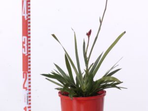 Anigozanthus flavidus 'Bush Ranger'