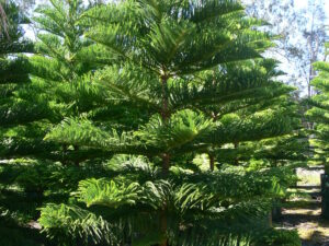 Araucaria heterophylla