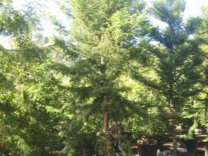 Araucaria cunninghamii