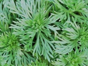 Artemisia schmidtiana