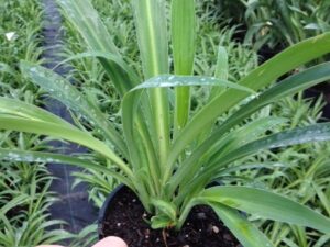 Arthropodium cirratum