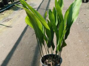 Aspidistra elatior