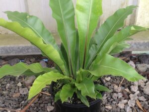 Asplenium australasicum