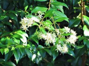 Backhousia myrtifolia