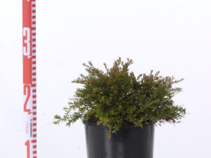 Baeckea virgata