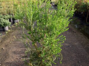 Banksia ericifolia