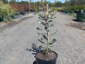 Banksia integrifolia