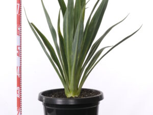 Beschorneria yuccoides