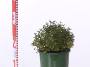 Brachycombe multifida 'Break O Day'