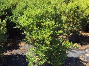 Buxus microphylla var. japonica
