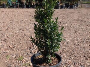 Buxus sempervirens