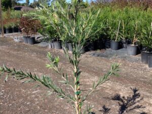 Callistemon viminalis Dawson River