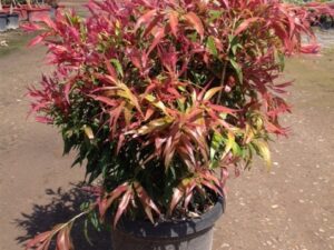 Callistemon salignus Great Balls of Fire
