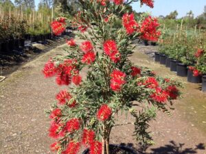 Callistemon viminalis Hannah Ray