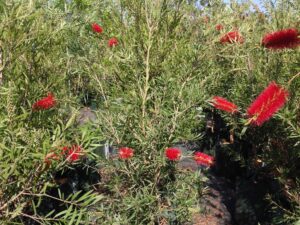 Callistemon viminalis 'Kings Park Special'