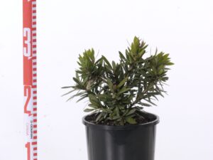 Callistemon citrinus 'Little John'