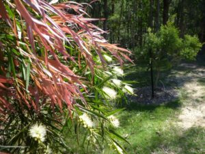 Callistemon salignus