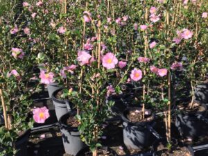 Camellia sasanqua 'Edna Butler'