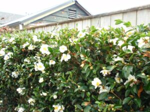 Camellia sasanqua 'Setsugekka'