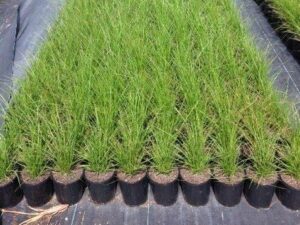 Carex appressa