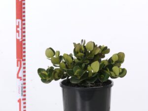 Carissa 'Desert Star'
