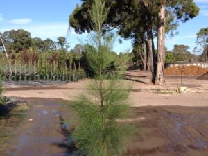 Casuarina cunninghamiana