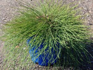 Casuarina glauca