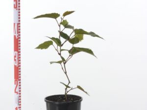 Cissus antartica