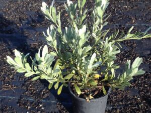 Convolvulus cneroum