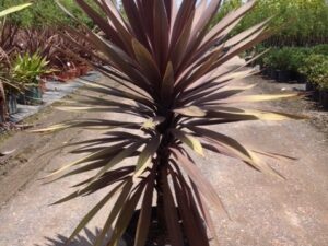 Cordyline australis 'Red Sensation'
