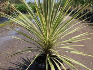 Cordyline australis 'Torbay Dazzler'