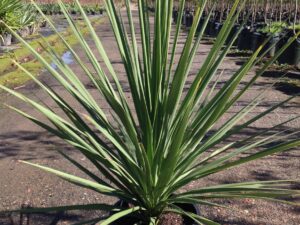 Cordyline australis